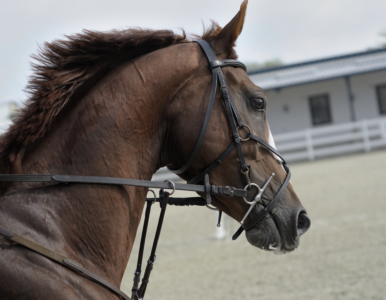 Centro de Atividades Lúdicos e Arte Equestre
